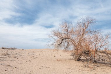 Kazakistan, yalnız ağaç erken baharda bozkırlarında. 