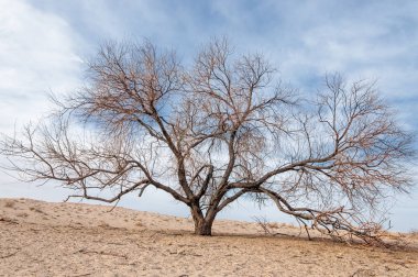 Kazakistan, yalnız ağaç erken baharda bozkırlarında. 