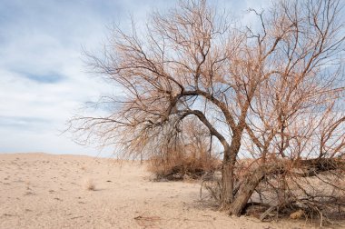 Kazakistan, yalnız ağaç erken baharda bozkırlarında. 