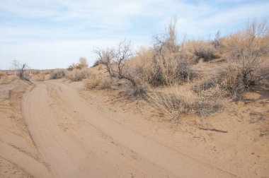 kum bahar bozkır. ağaçlar ve kum mavi gökyüzü arka plan üzerinde. Kazakistan bozkırlarında