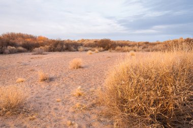 Kazakistan, yalnız ağaç erken baharda bozkırlarında. 