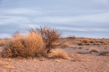 Kazakistan, yalnız ağaç erken baharda bozkırlarında. 
