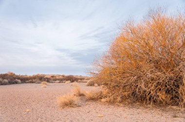 Kazakistan, yalnız ağaç erken baharda bozkırlarında. 