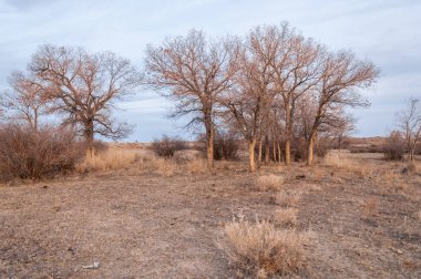 Kazakistan, yalnız ağaç erken baharda bozkırlarında. 