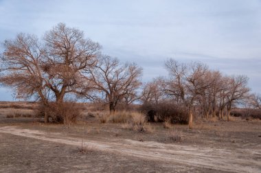 Kazakistan, yalnız ağaç erken baharda bozkırlarında. 