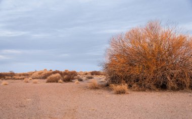 Kazakistan, yalnız ağaç erken baharda bozkırlarında. 