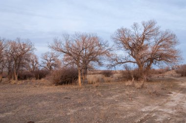 Kazakistan, yalnız ağaç erken baharda bozkırlarında. 