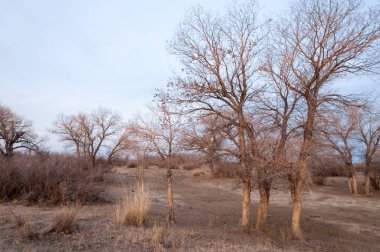 Kazakistan, yalnız ağaç erken baharda bozkırlarında. 