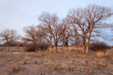 Kazakistan, yalnız ağaç erken baharda bozkırlarında. 