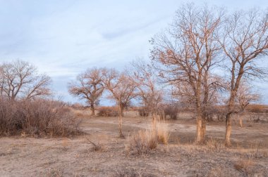 Kazakistan, yalnız ağaç erken baharda bozkırlarında. 