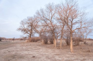 Kazakistan, yalnız ağaç erken baharda bozkırlarında. 