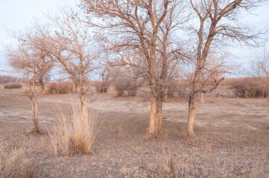Kazakistan, yalnız ağaç erken baharda bozkırlarında. 