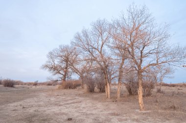 Kazakistan, yalnız ağaç erken baharda bozkırlarında. 