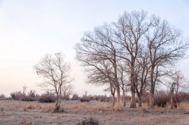 Kazakistan, yalnız ağaç erken baharda bozkırlarında. 