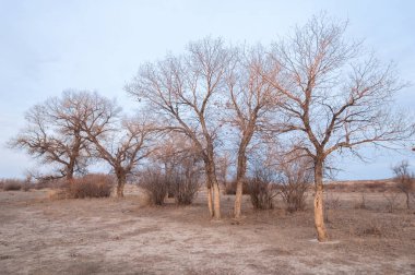 Kazakistan, yalnız ağaç erken baharda bozkırlarında. 