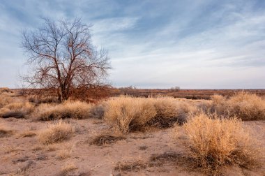 Kazakistan, yalnız ağaç erken baharda bozkırlarında. 