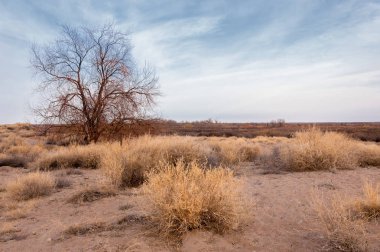 Kazakistan, yalnız ağaç erken baharda bozkırlarında. 