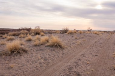 Kazakistan, yalnız ağaç erken baharda bozkırlarında. 