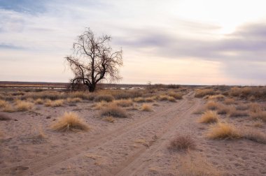 Kazakistan, yalnız ağaç erken baharda bozkırlarında. 