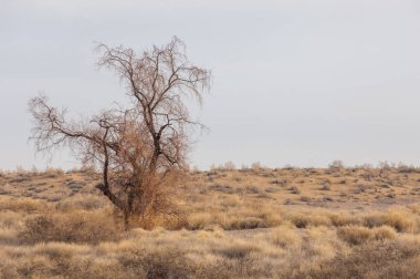 Kazakistan, yalnız ağaç erken baharda bozkırlarında. 
