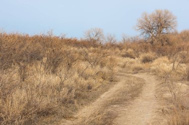 Kazakistan, yalnız ağaç erken baharda bozkırlarında. 