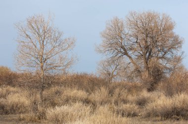 Kazakistan, yalnız ağaç erken baharda bozkırlarında. 