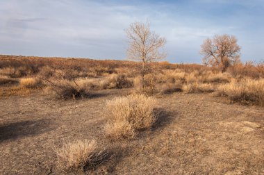 Kazakistan, yalnız ağaç erken baharda bozkırlarında. 