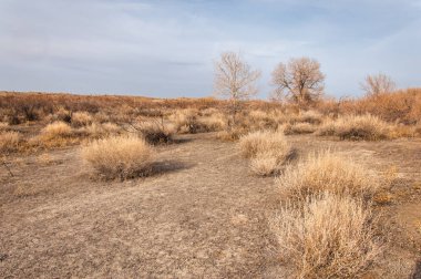 Kazakistan, yalnız ağaç erken baharda bozkırlarında. 