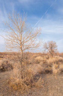 Kazakistan, yalnız ağaç erken baharda bozkırlarında. 