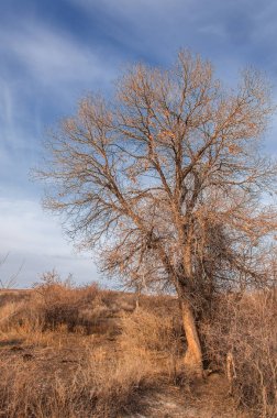 Kazakistan, yalnız ağaç erken baharda bozkırlarında. 