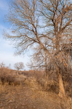 Kazakistan, yalnız ağaç erken baharda bozkırlarında. 