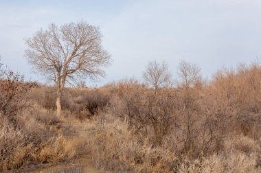 Kazakistan, yalnız ağaç erken baharda bozkırlarında. 