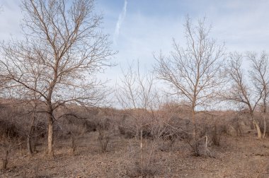 Kazakistan, yalnız ağaç erken baharda bozkırlarında. 