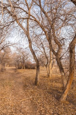 Kazakistan, yalnız ağaç erken baharda bozkırlarında. 