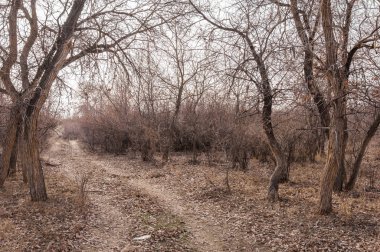 Kazakistan, yalnız ağaç erken baharda bozkırlarında. 