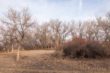 Kazakistan, yalnız ağaç erken baharda bozkırlarında. 