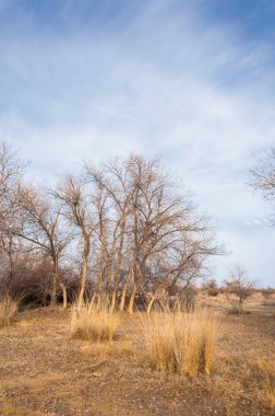 Kazakistan, yalnız ağaç erken baharda bozkırlarında. 