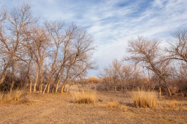 Kazakistan, yalnız ağaç erken baharda bozkırlarında. 
