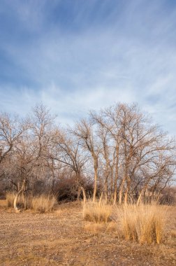 Kazakistan, yalnız ağaç erken baharda bozkırlarında. 