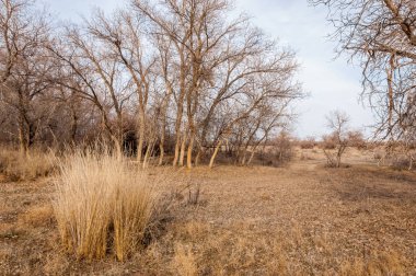 Kazakistan, yalnız ağaç erken baharda bozkırlarında. 