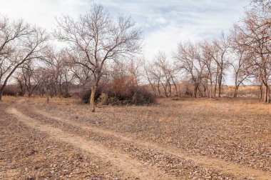 Kazakistan, yalnız ağaç erken baharda bozkırlarında. 