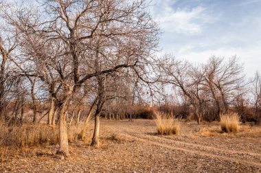 Kazakistan, yalnız ağaç erken baharda bozkırlarında. 