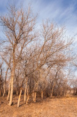 Kazakistan, yalnız ağaç erken baharda bozkırlarında. 