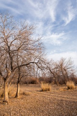 Kazakistan, yalnız ağaç erken baharda bozkırlarında. 