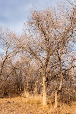 Kazakistan, yalnız ağaç erken baharda bozkırlarında. 
