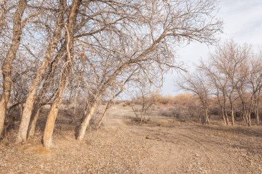 Kazakistan, yalnız ağaç erken baharda bozkırlarında. 