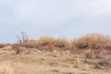 Kazakistan, yalnız ağaç erken baharda bozkırlarında. 