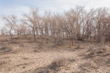 Kazakistan, yalnız ağaç erken baharda bozkırlarında. 