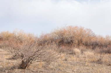 Kazakistan, yalnız ağaç erken baharda bozkırlarında. 