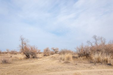 Kazakistan, yalnız ağaç erken baharda bozkırlarında. 